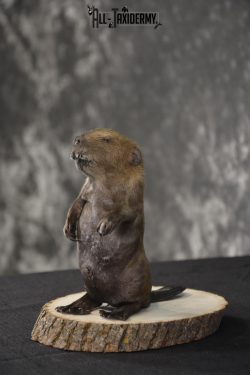 Baby Beaver taxidermy mount for sale * SKU 2021 - Image 3