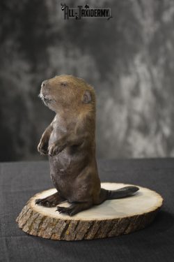 Baby Beaver taxidermy mount for sale * SKU 2021 - Image 2