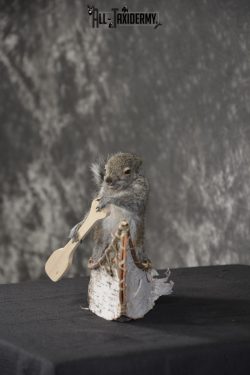 Gray Squirrel in canoe taxidermy mount for sale * SKU 2019 - Image 4