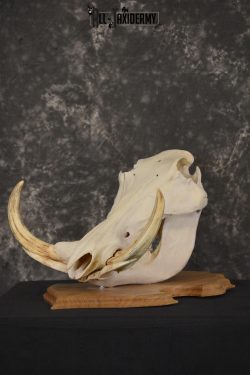 African Warthog taxidermy skull for sale * SKU 2017