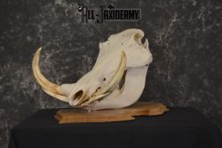 African Warthog taxidermy skull for sale * SKU 2017 - Image 6