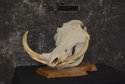 African Warthog taxidermy skull for sale * SKU 2017 - Image 3
