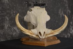 African Warthog taxidermy skull for sale * SKU 2017 - Image 2