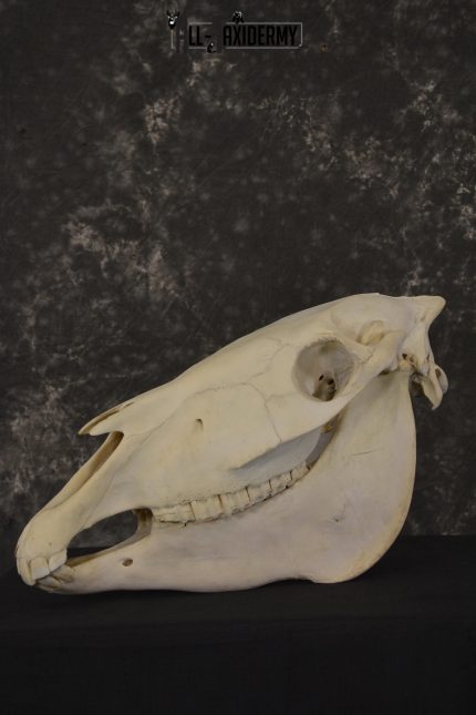 African Zebra taxidermy skull with jaw for sale * SKU 2016