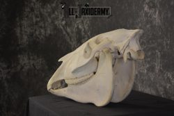 African Zebra taxidermy skull with jaw for sale * SKU 2016 - Image 5