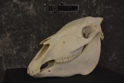 African Zebra taxidermy skull with jaw for sale * SKU 2016 - Image 4