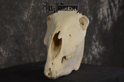 African Zebra taxidermy skull with jaw for sale * SKU 2016 - Image 3