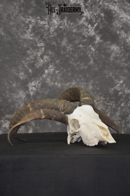 Jacobs 4 horn sheep skull taxidermy for sale SKU 2101