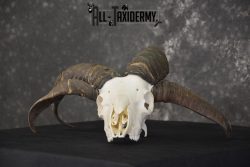 Jacobs 4 horn sheep skull taxidermy for sale SKU 2101 - Image 5