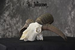 Jacobs 4 horn sheep skull taxidermy for sale SKU 2101 - Image 4