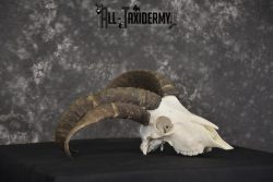 Jacobs 4 horn sheep skull taxidermy for sale SKU 2101 - Image 3