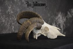 Jacobs 4 horn sheep skull taxidermy for sale SKU 2101 - Image 2