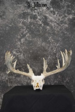 Whitetail European taxidermy skull for sale SKU 1846