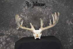 Whitetail European taxidermy skull for sale SKU 1846 - Image 6