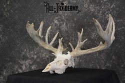 Whitetail European taxidermy skull for sale SKU 1846 - Image 5
