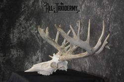 Whitetail European taxidermy skull for sale SKU 1846 - Image 4