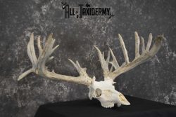 Whitetail European taxidermy skull for sale SKU 1846 - Image 3