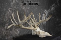Whitetail European taxidermy skull for sale SKU 1846 - Image 2
