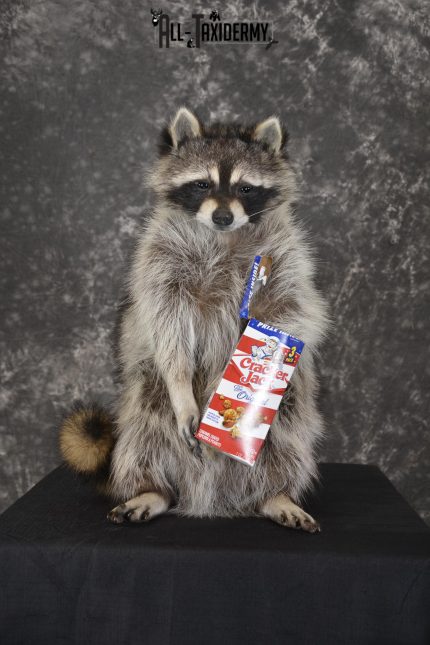 Raccoon with Cracker Jacks novelty taxidermy mount for sale SKU 1866
