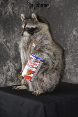 Raccoon with Cracker Jacks novelty taxidermy mount for sale SKU 1866 - Image 5