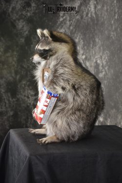 Raccoon with Cracker Jacks novelty taxidermy mount for sale SKU 1866 - Image 4