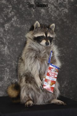 Raccoon with Cracker Jacks novelty taxidermy mount for sale SKU 1866 - Image 3