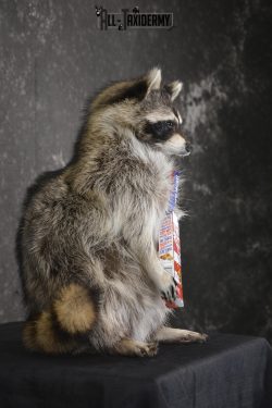 Raccoon with Cracker Jacks novelty taxidermy mount for sale SKU 1866 - Image 2
