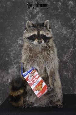 Raccoon with Cracker Jacks novelty taxidermy mount for sale SKU 1867