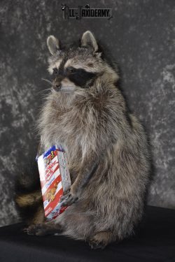 Raccoon with Cracker Jacks novelty taxidermy mount for sale SKU 1867 - Image 5