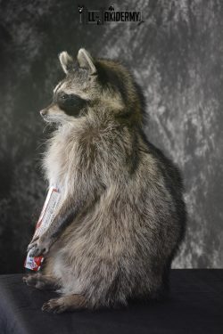 Raccoon with Cracker Jacks novelty taxidermy mount for sale SKU 1867 - Image 4