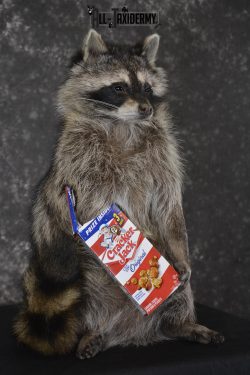 Raccoon with Cracker Jacks novelty taxidermy mount for sale SKU 1867 - Image 3