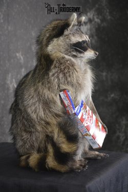Raccoon with Cracker Jacks novelty taxidermy mount for sale SKU 1867 - Image 2