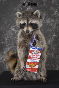 Raccoon with Cracker Jacks novelty taxidermy mount for sale SKU 1868