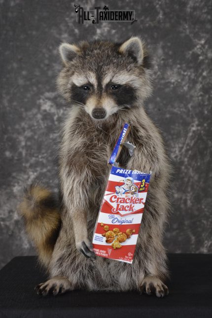 Raccoon with Cracker Jacks novelty taxidermy mount for sale SKU 1868