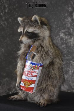 Raccoon with Cracker Jacks novelty taxidermy mount for sale SKU 1868 - Image 5