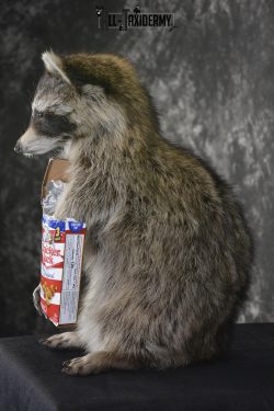 Raccoon with Cracker Jacks novelty taxidermy mount for sale SKU 1868 - Image 4