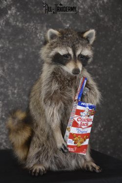 Raccoon with Cracker Jacks novelty taxidermy mount for sale SKU 1868 - Image 3