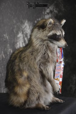 Raccoon with Cracker Jacks novelty taxidermy mount for sale SKU 1868 - Image 2