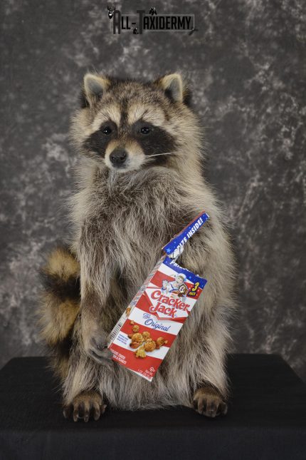 Raccoon with Cracker Jacks novelty taxidermy mount for sale SKU 1869