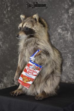 Raccoon with Cracker Jacks novelty taxidermy mount for sale SKU 1869 - Image 5