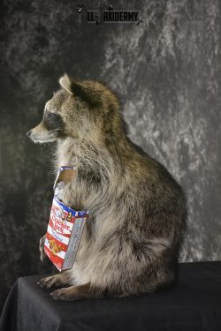 Raccoon with Cracker Jacks novelty taxidermy mount for sale SKU 1869 - Image 4