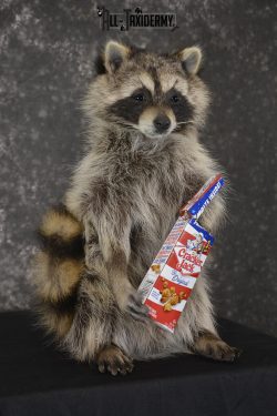 Raccoon with Cracker Jacks novelty taxidermy mount for sale SKU 1869 - Image 3