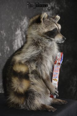 Raccoon with Cracker Jacks novelty taxidermy mount for sale SKU 1869 - Image 2