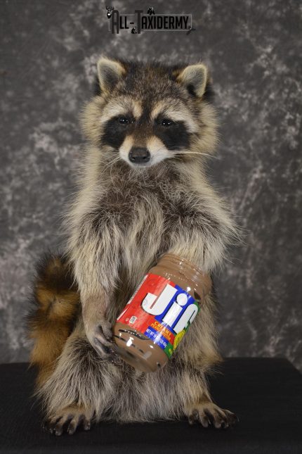 Raccoon with peanut butter jar novelty taxidermy mount for sale SKU 1870