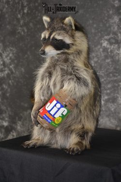 Raccoon with peanut butter jar novelty taxidermy mount for sale SKU 1870 - Image 5