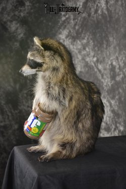 Raccoon with peanut butter jar novelty taxidermy mount for sale SKU 1870 - Image 4