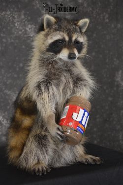 Raccoon with peanut butter jar novelty taxidermy mount for sale SKU 1870 - Image 3
