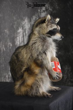 Raccoon with peanut butter jar novelty taxidermy mount for sale SKU 1870 - Image 2