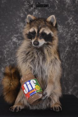 Raccoon with peanut butter jar novelty taxidermy mount for sale SKU 1871