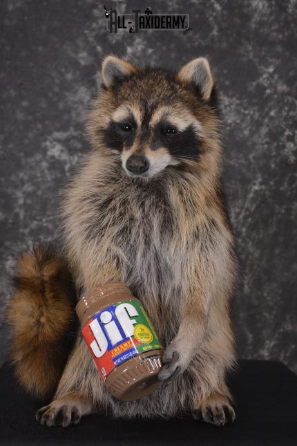 Raccoon with peanut butter jar novelty taxidermy mount for sale SKU 1871